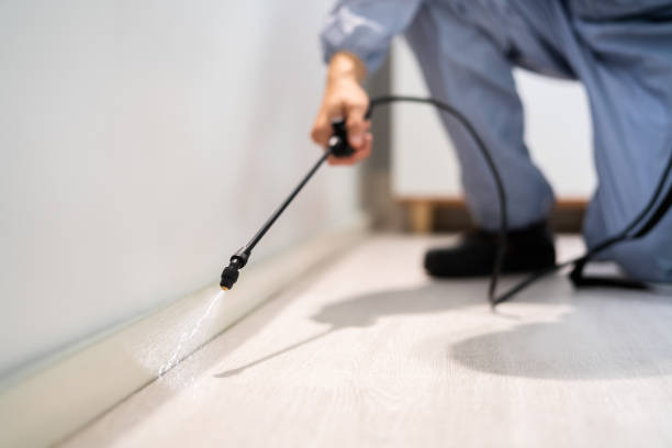 Licensed Wasp Removal service in Burlingame, CA - Show Me Pest Control