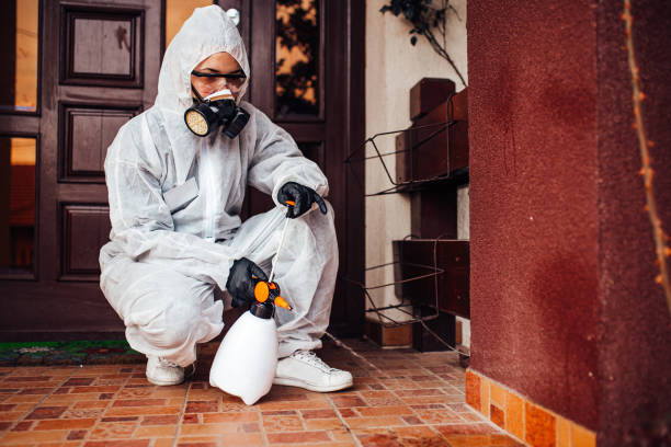 Reliable Wasp Removal contractor in Burlingame, CA by Show Me Pest Control
